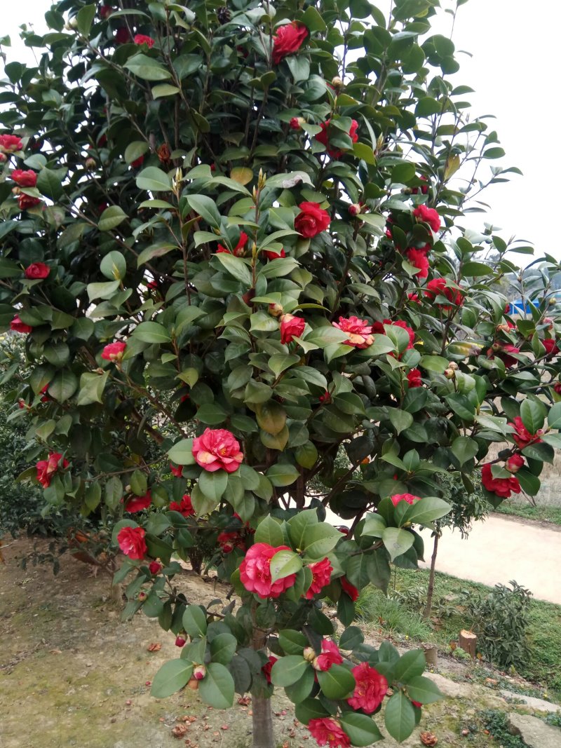 香缘花卉基地大量供应各种绿化苗木。