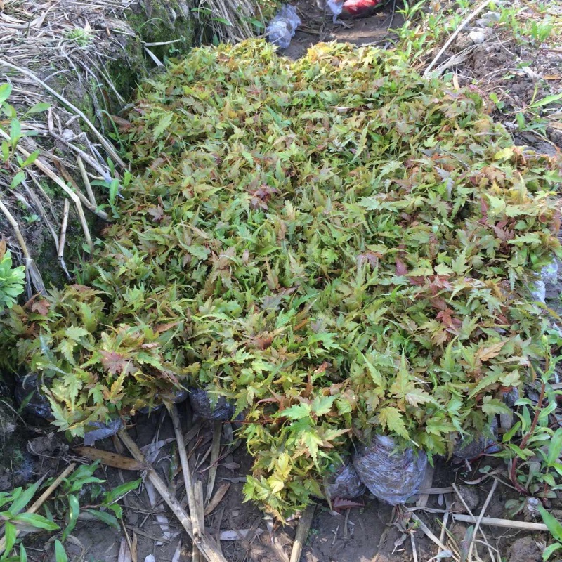 青枫芽苗青枫水苗青枫苗低价出售