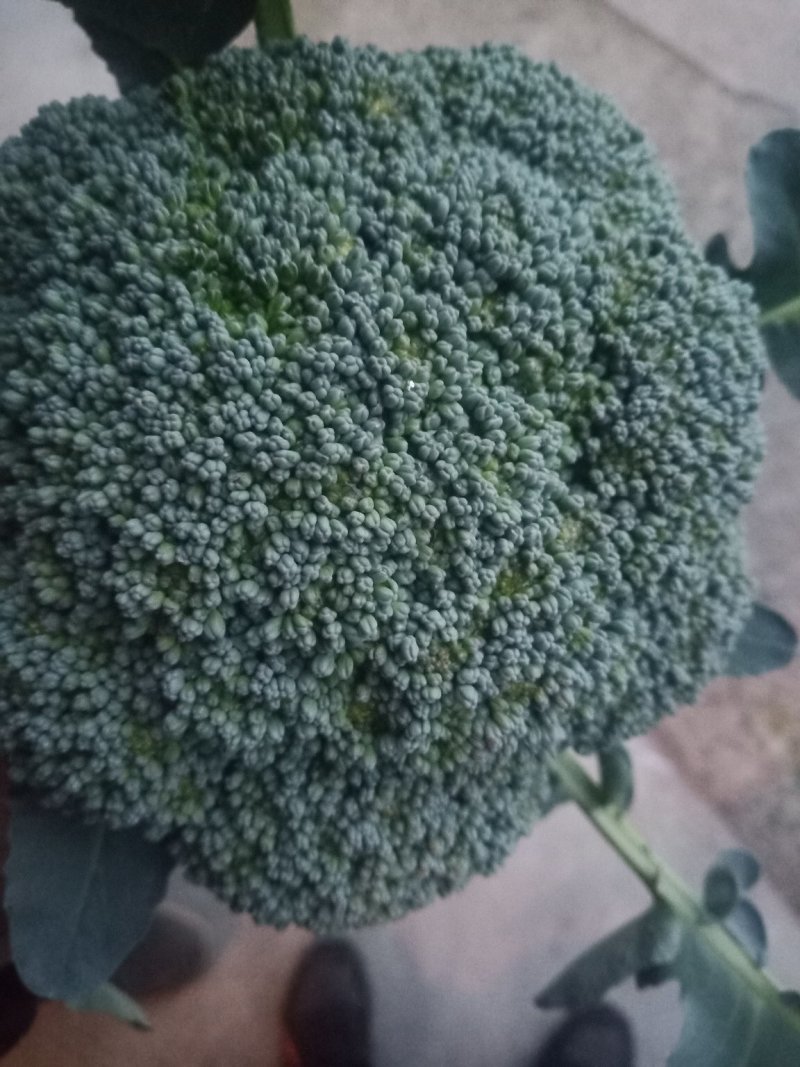 蔬菜