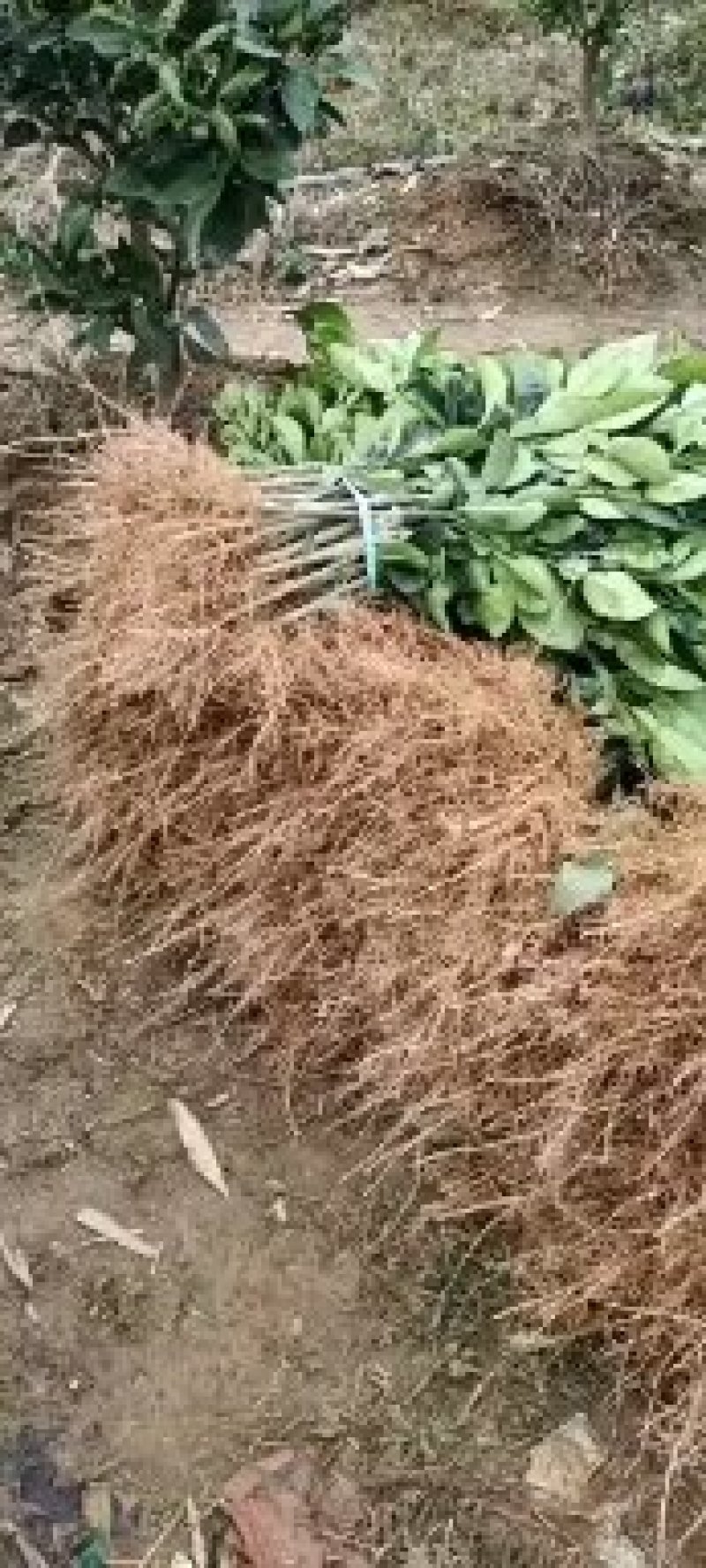 泰国𨗴罗红柚苗，香水红柚苗全国可发价格透明