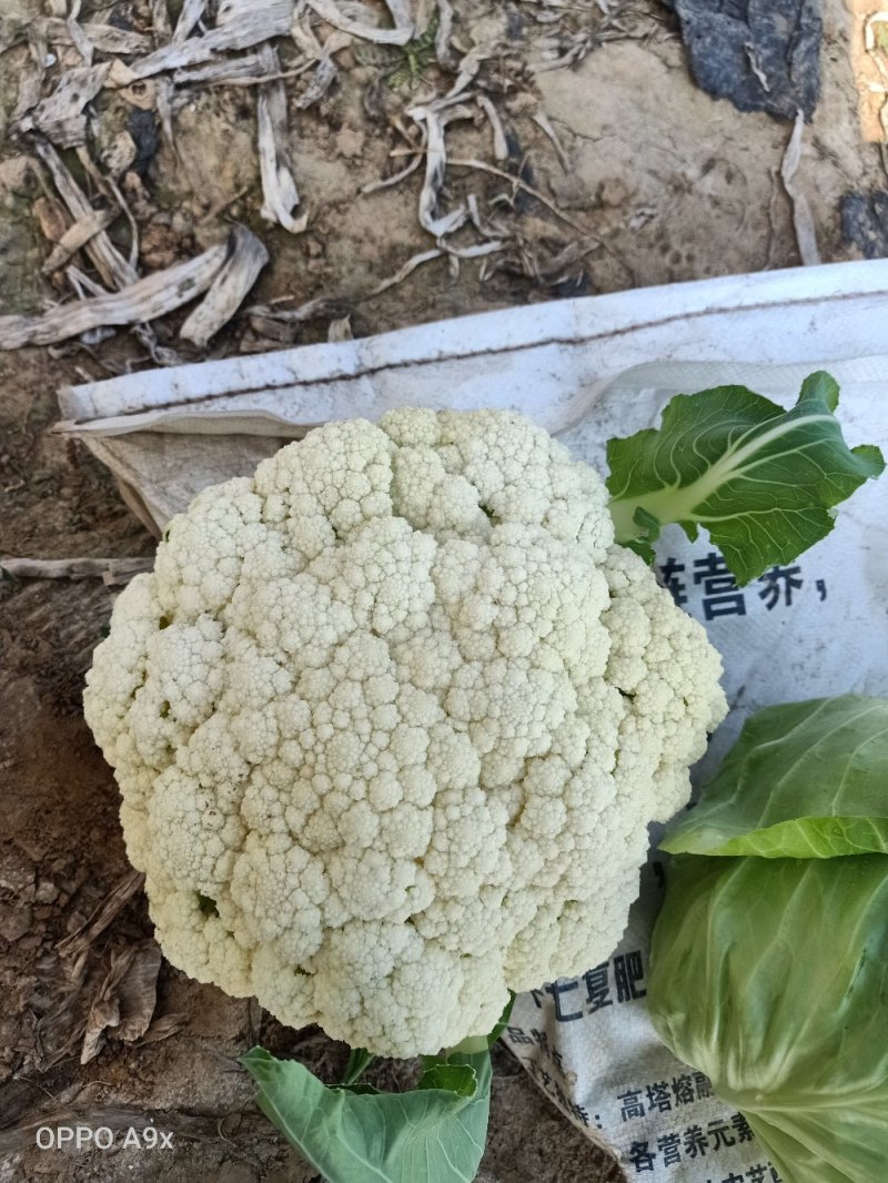 山东有机花菜大量上市加工厂跑市场全国发货