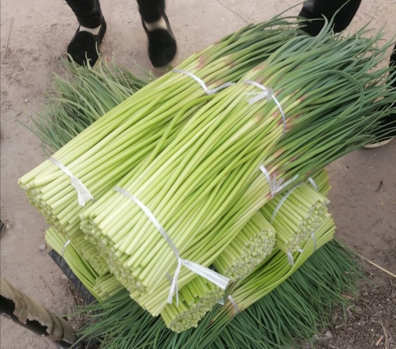 万亩大蒜基地，精品红帽蒜苔大量上市中，直供各大市场，超市