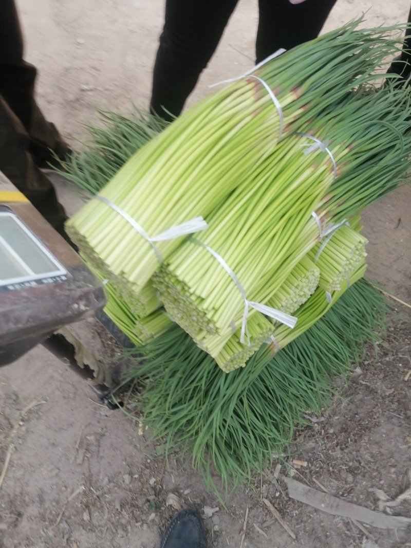 万亩大蒜基地，精品红帽蒜苔大量上市中，直供各大市场，超市