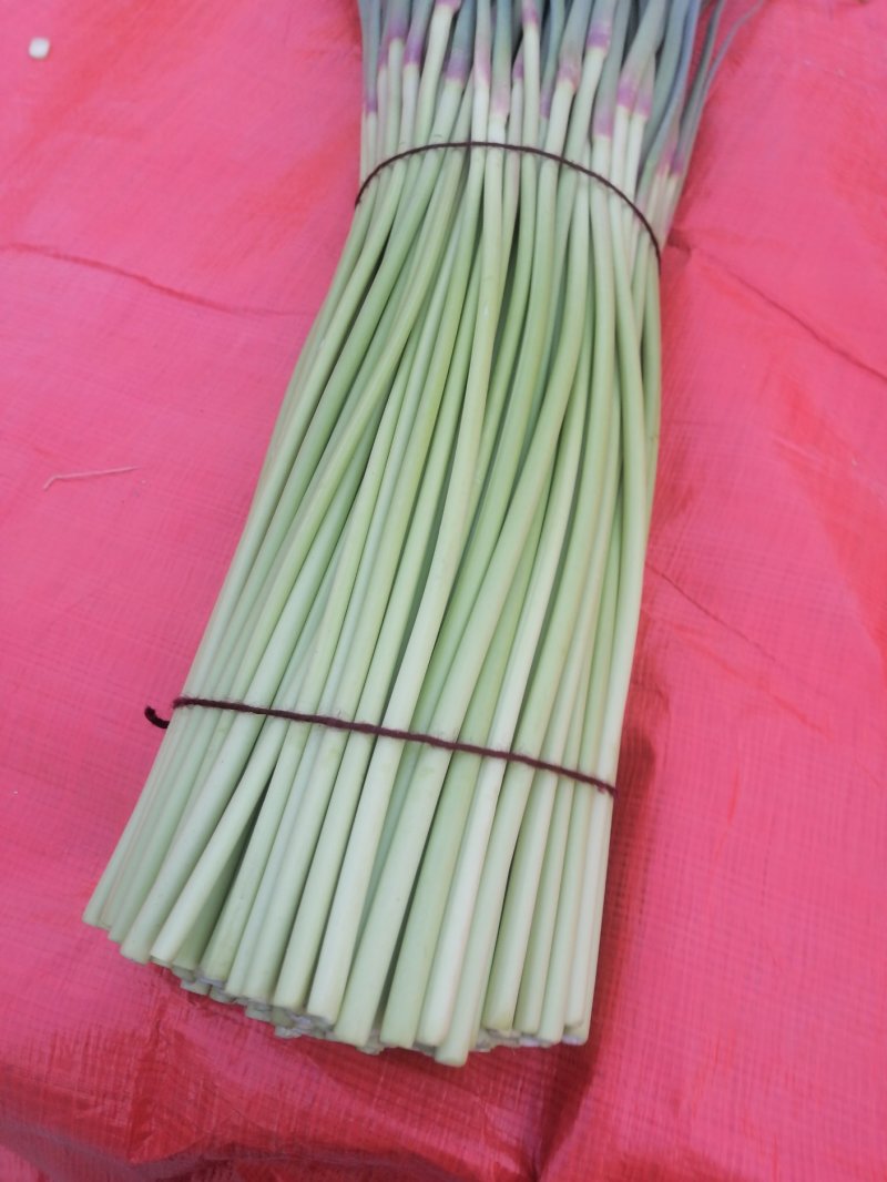 万亩大蒜基地，精品红帽蒜苔大量上市中，直供各大市场，超市