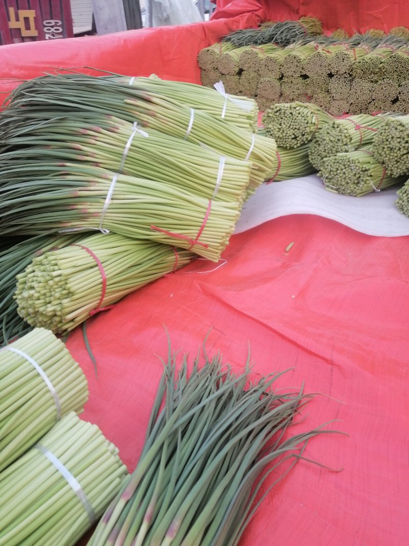 万亩大蒜基地，精品红帽蒜苔大量上市中，直供各大市场，超市