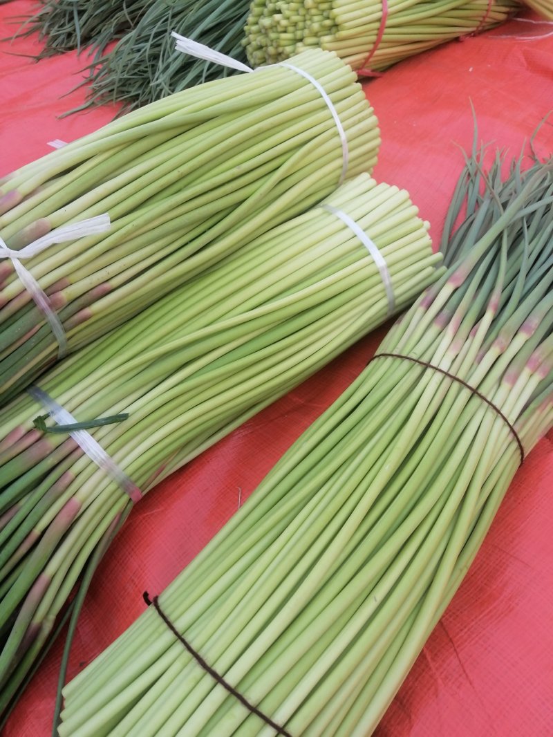 万亩大蒜基地，精品红帽蒜苔大量上市中，直供各大市场，超市