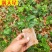 百香果，芭乐黄金，台农1号，紫香1号百香果苗