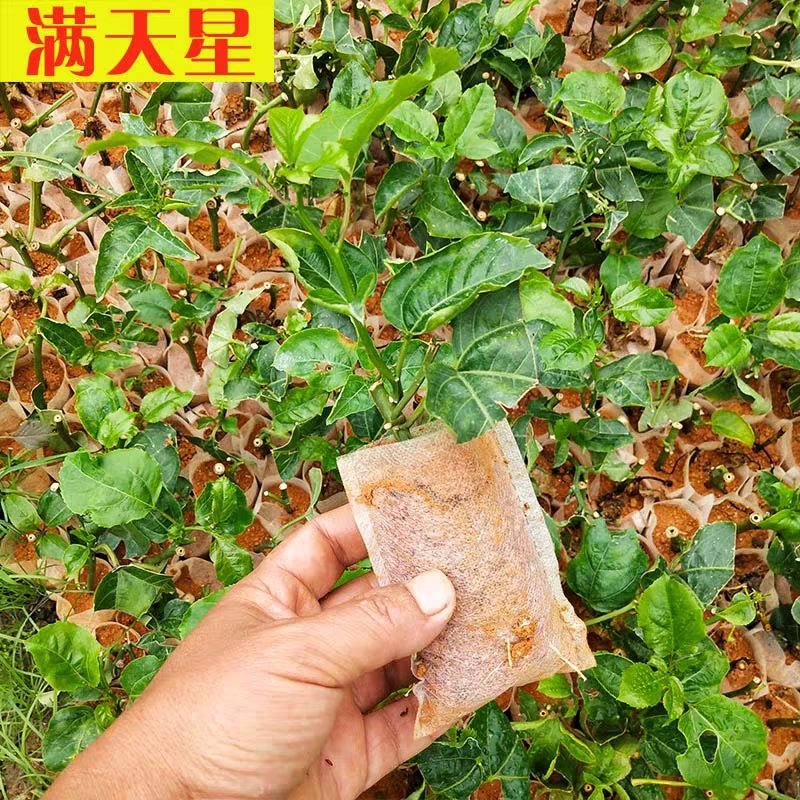 百香果，芭乐黄金，台农1号，紫香1号百香果苗