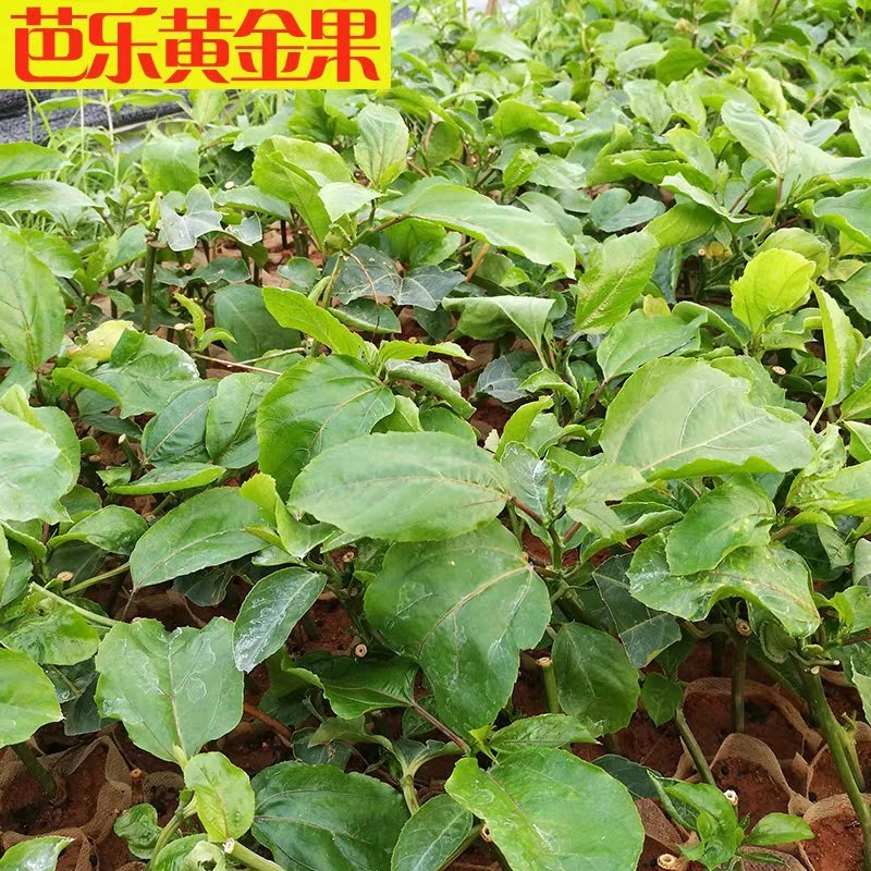 百香果，芭乐黄金，台农1号，紫香1号百香果苗