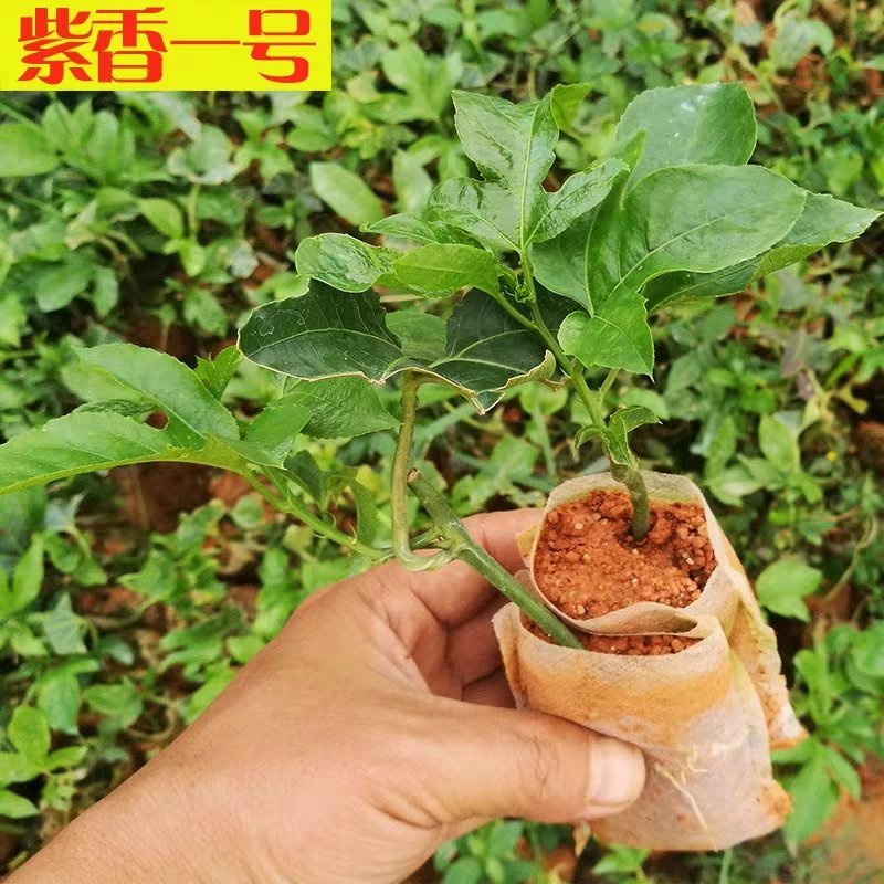 百香果，芭乐黄金，台农1号，紫香1号百香果苗