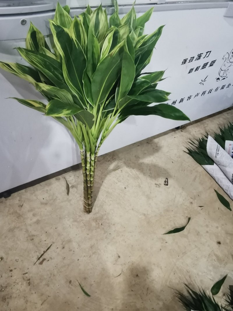 海南富贵竹基地直发，七彩娇，200扎起批。花瓶批（泰博）