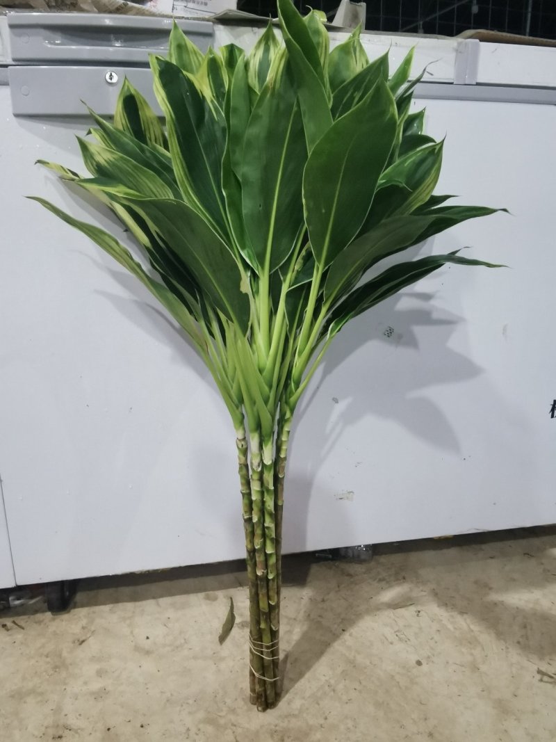 海南富贵竹基地直发，七彩娇，200扎起批。花瓶批（泰博）