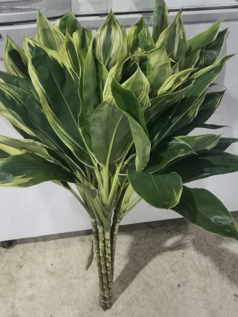 海南富贵竹基地直发，七彩娇，200扎起批。花瓶批（泰博）