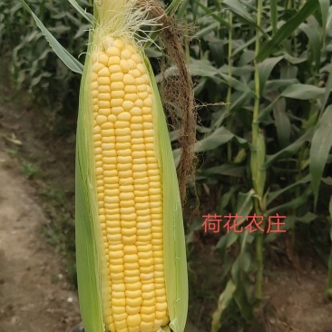 甜玉米，水果玉米，个头大，现采现摘，新鲜有保障