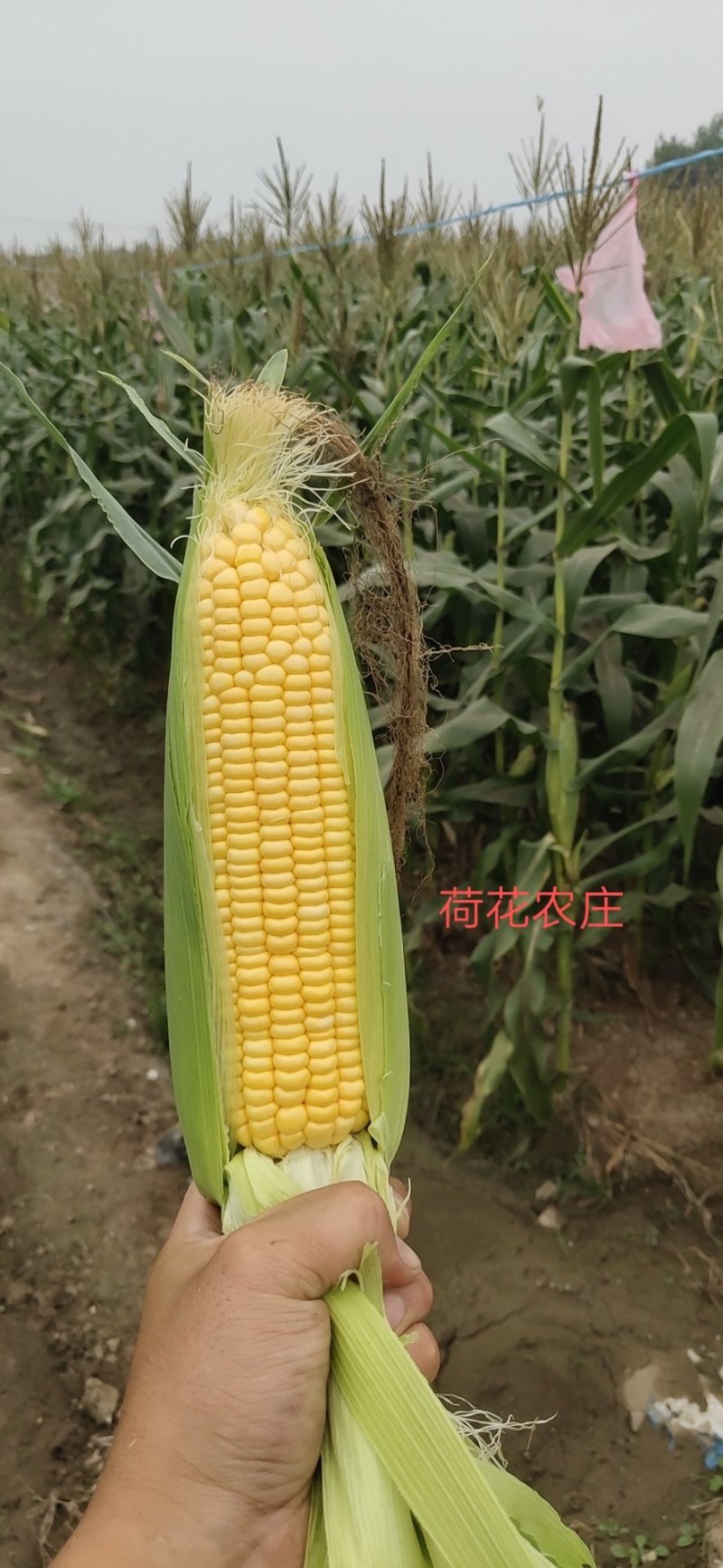 甜玉米，水果玉米，个头大，现采现摘，新鲜有保障