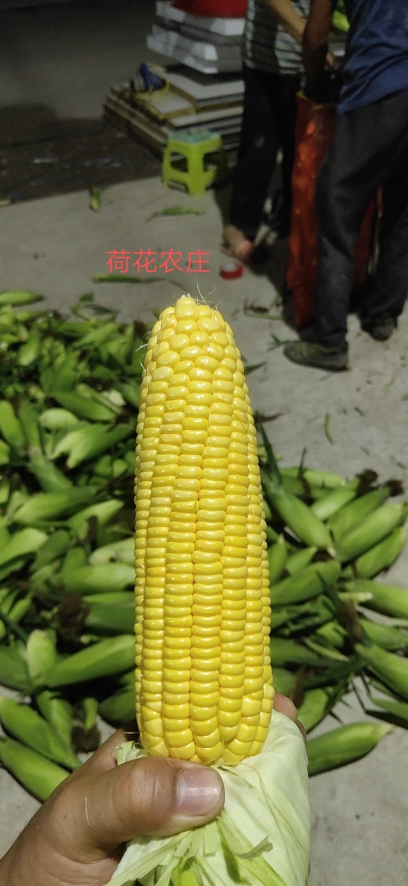 甜玉米，水果玉米，个头大，现采现摘，新鲜有保障