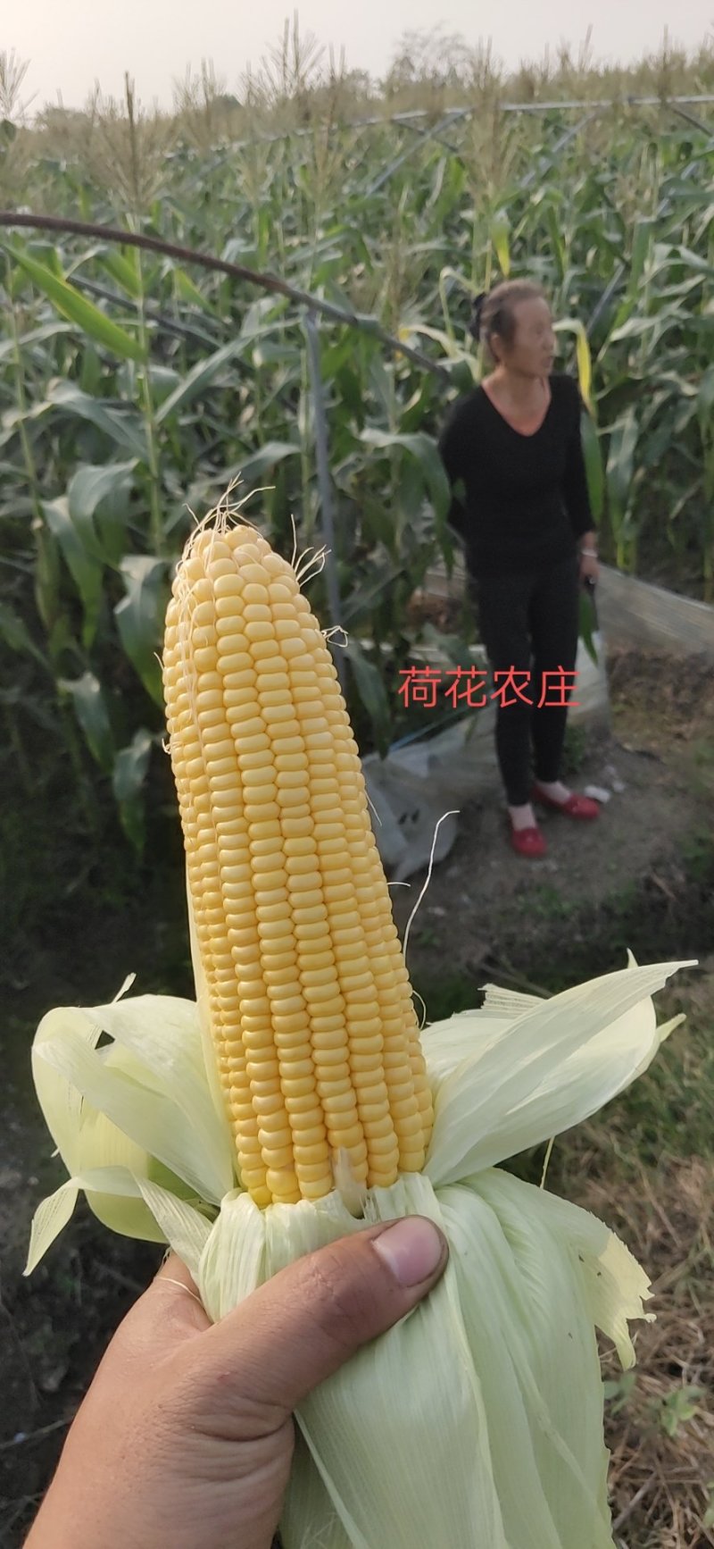 甜玉米，水果玉米，个头大，现采现摘，新鲜有保障