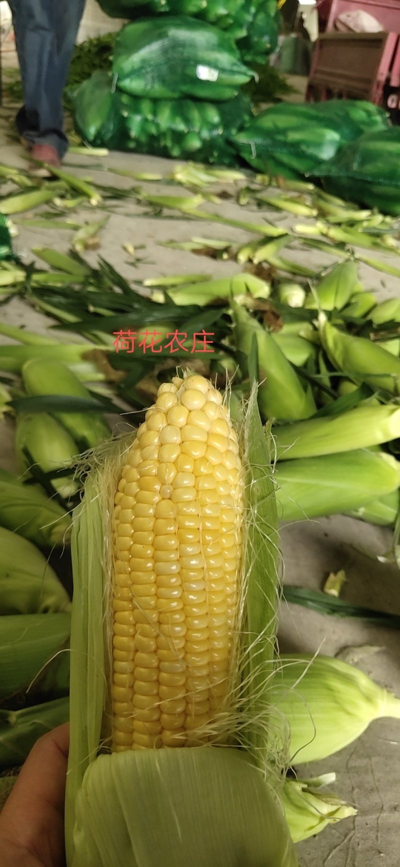 甜玉米，水果玉米，个头大，现采现摘，新鲜有保障