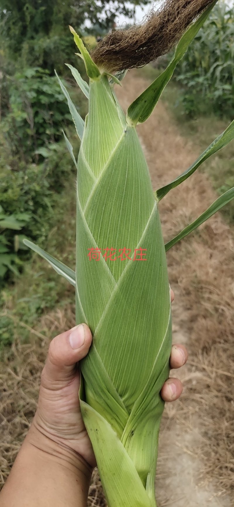 甜玉米，水果玉米，个头大，现采现摘，新鲜有保障