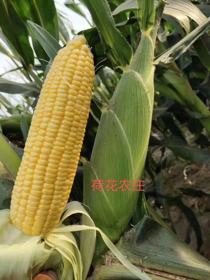 甜玉米，水果玉米，个头大，现采现摘，新鲜有保障