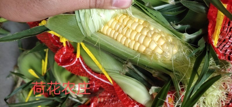 甜玉米，水果玉米，个头大，现采现摘，新鲜有保障