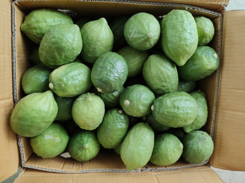 新鲜香水柠檬
