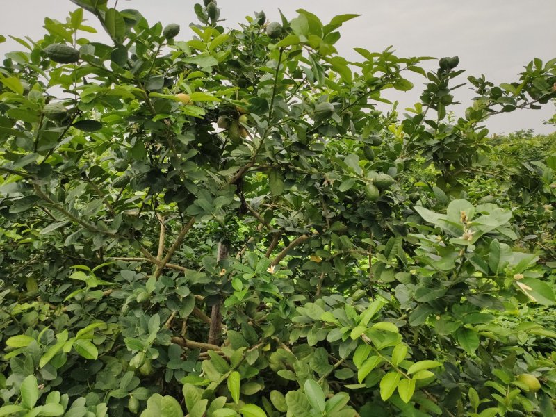 新鲜香水柠檬