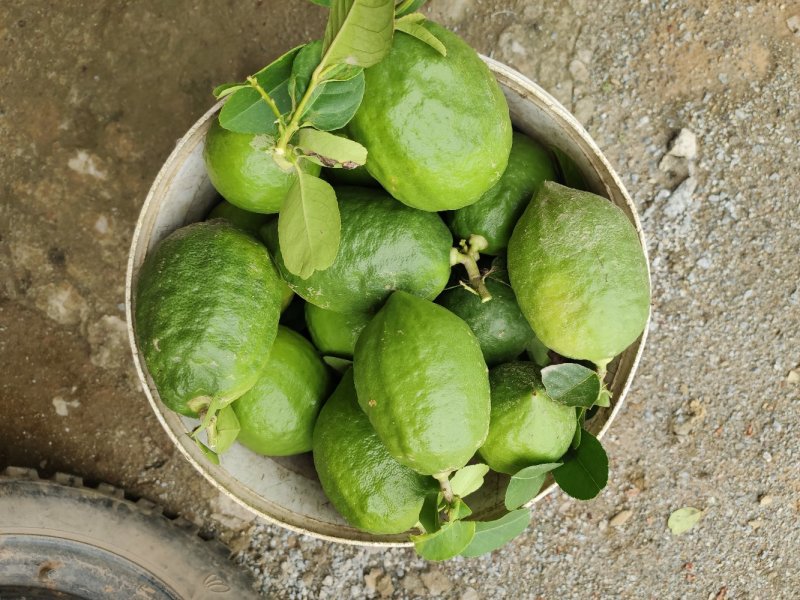 新鲜香水柠檬