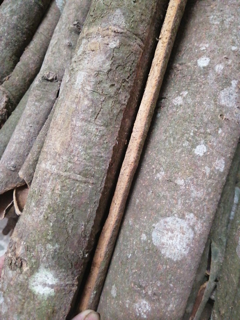 广西玉桂桂皮肉桂产地直销自产自销20年以上老肉桂质量保证