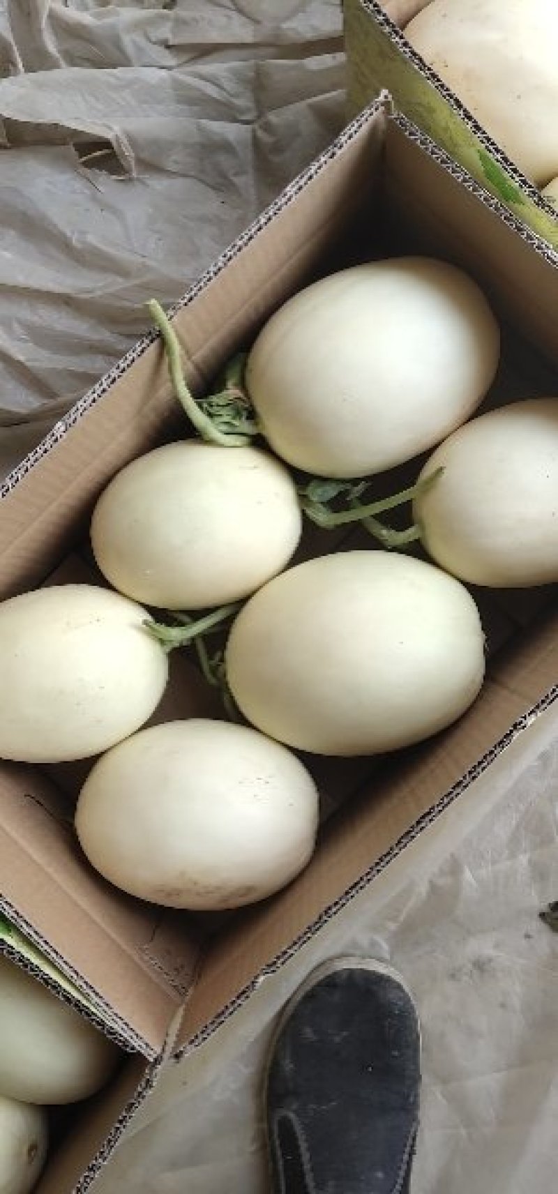 红玉脆梨东方蜜