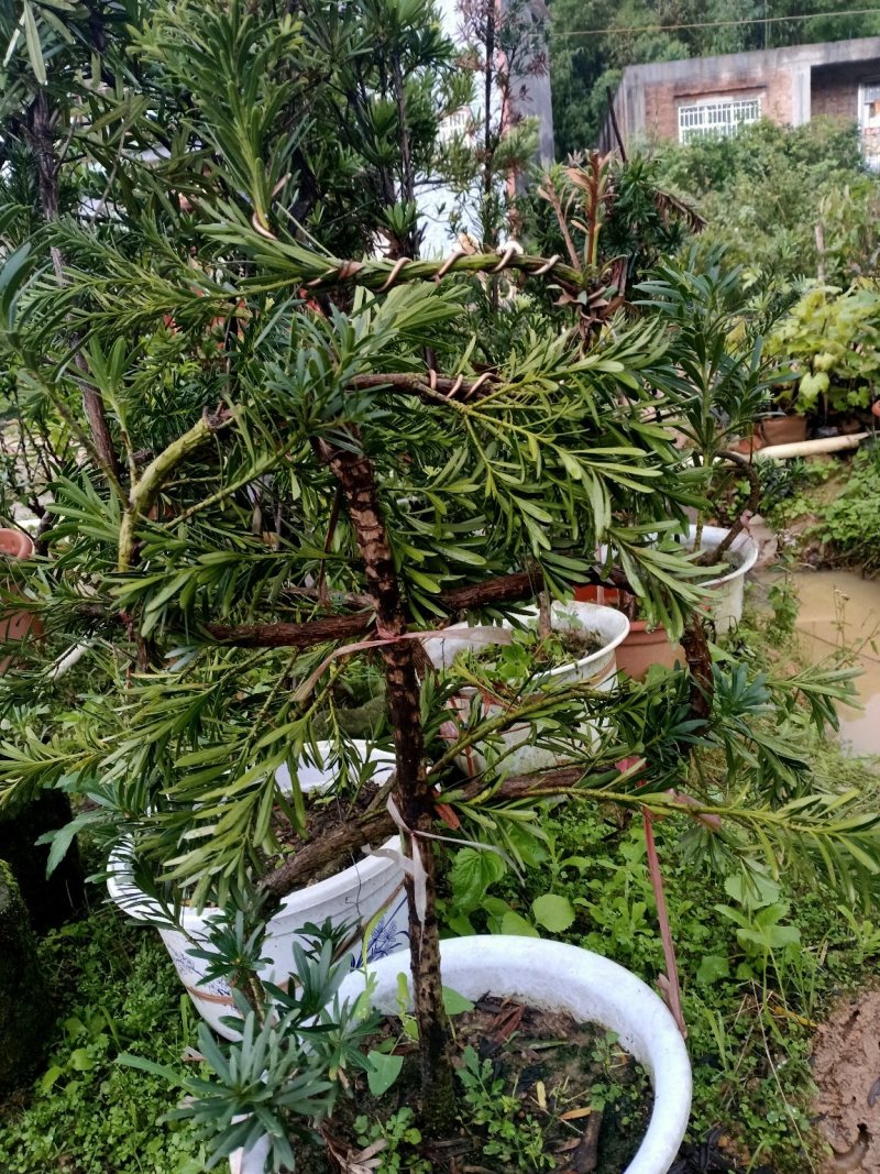 罗汉松造型苗，小苗，中苗，杯苗，地苗。