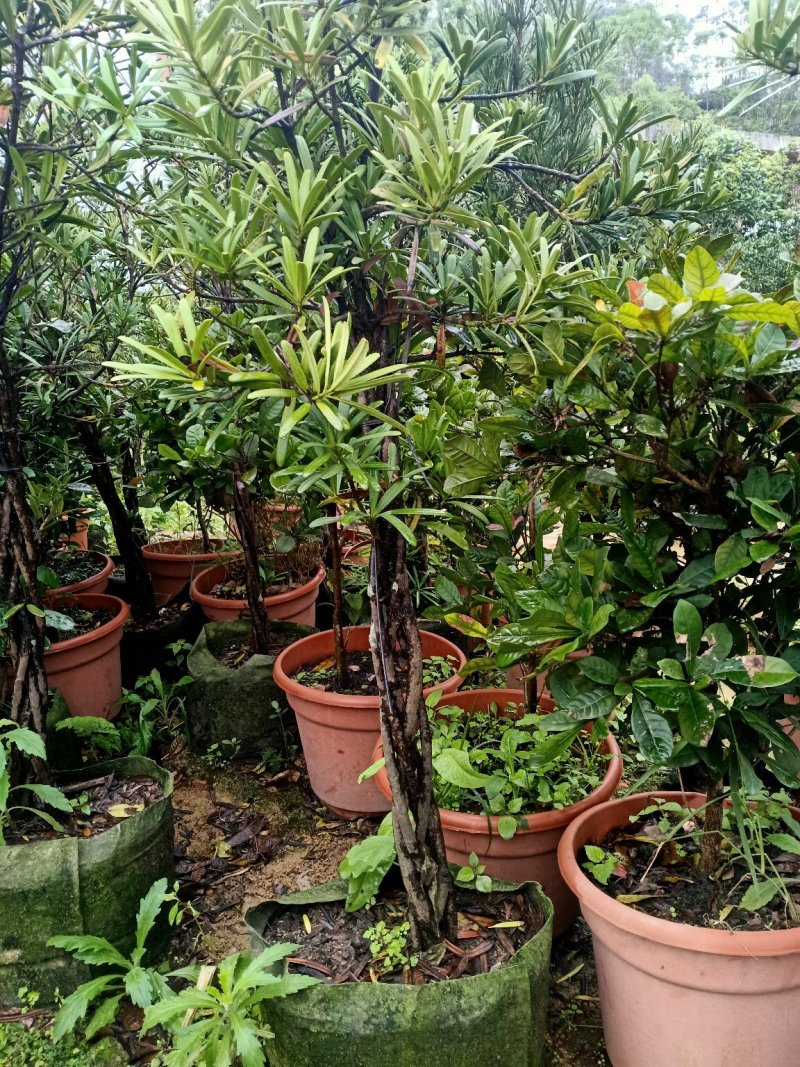 罗汉松造型苗，小苗，中苗，杯苗，地苗。