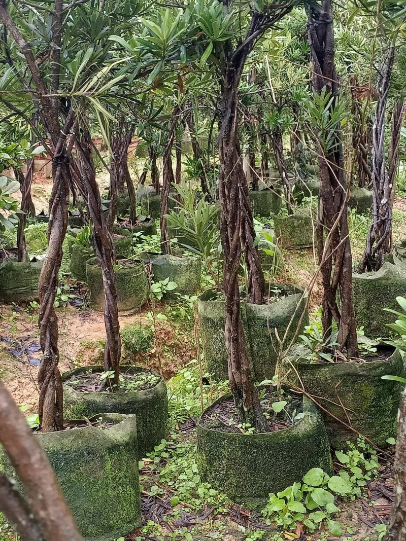 罗汉松造型苗，小苗，中苗，杯苗，地苗。