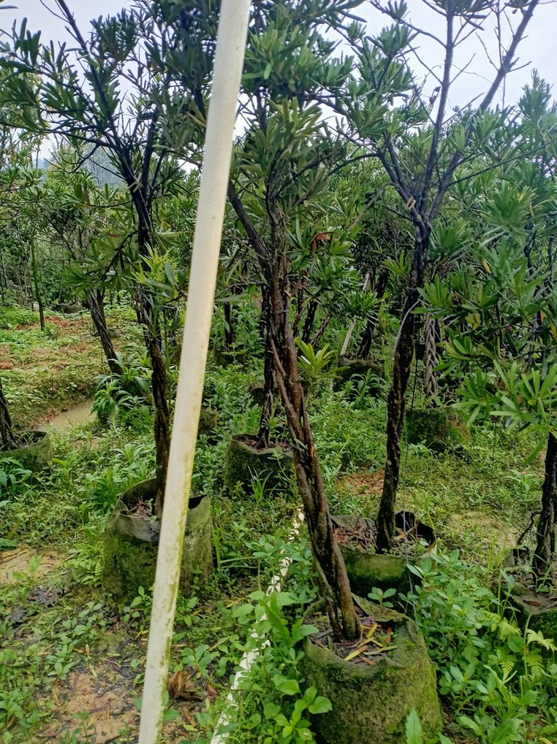 罗汉松造型苗，小苗，中苗，杯苗，地苗。
