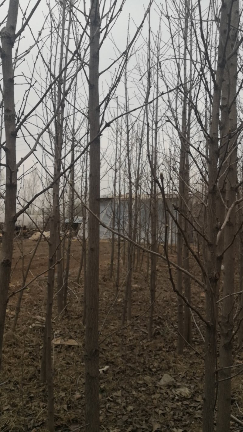 银杏树苗，银杏树，基地苗圃直供质量有保证