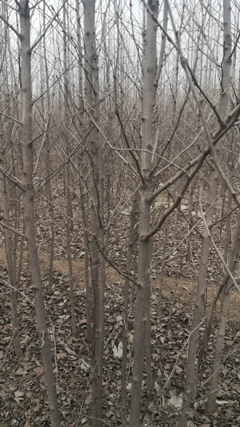 银杏树苗，银杏树，基地苗圃直供质量有保证