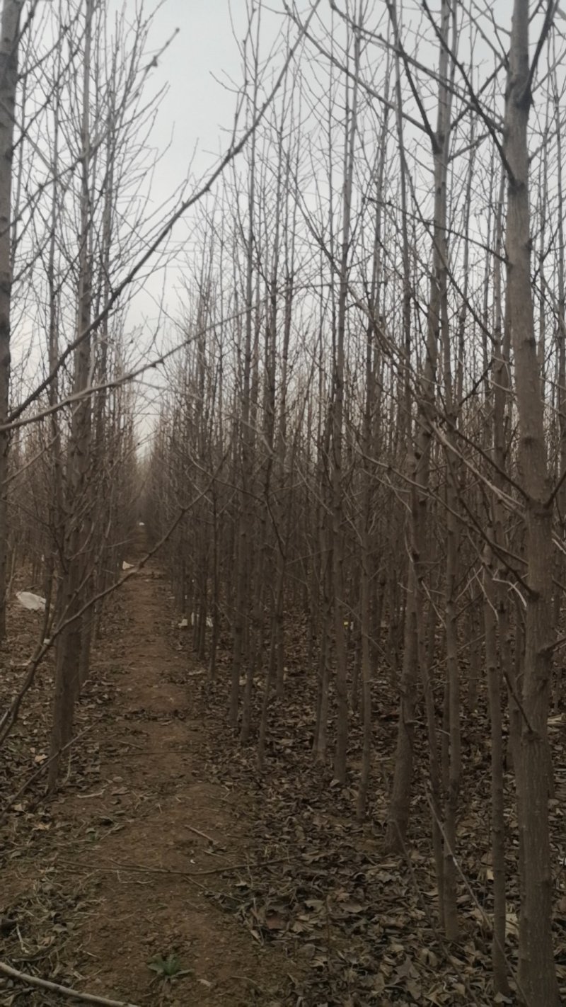 银杏树苗，银杏树，基地苗圃直供质量有保证