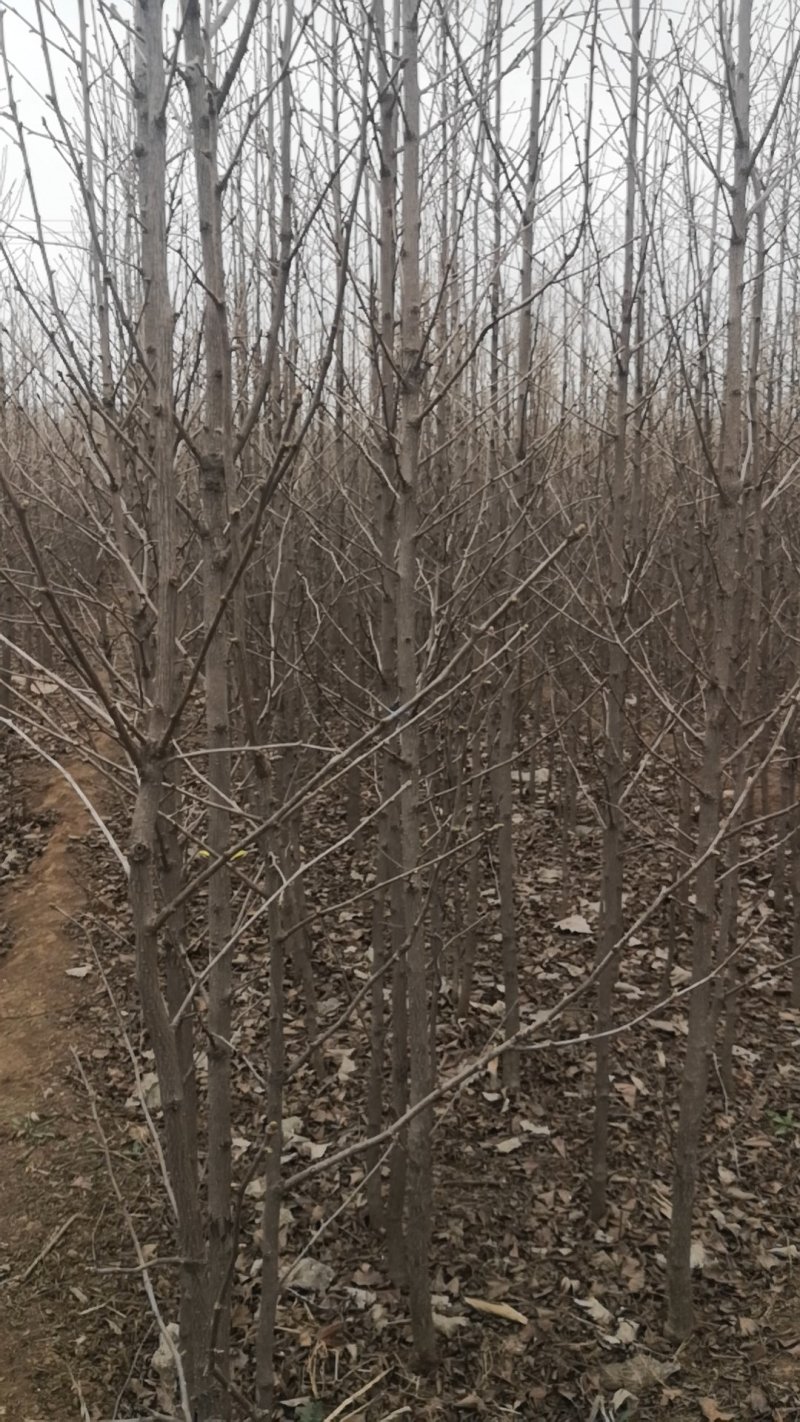 银杏树苗，银杏树，基地苗圃直供质量有保证