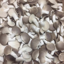 湖南周口秀珍菇每天出菇三百件左右