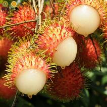 泰国红毛丹树苗红毛荔枝树苗当年结果南北方可种植。