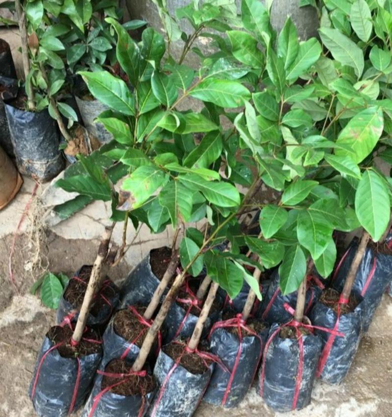泰国红毛丹树苗红毛荔枝树苗包邮当年结果南北方可种植。
