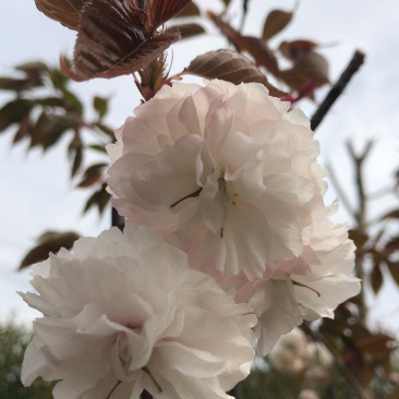 普贤象樱，日本晚樱，白色重瓣花，稀有名贵品种