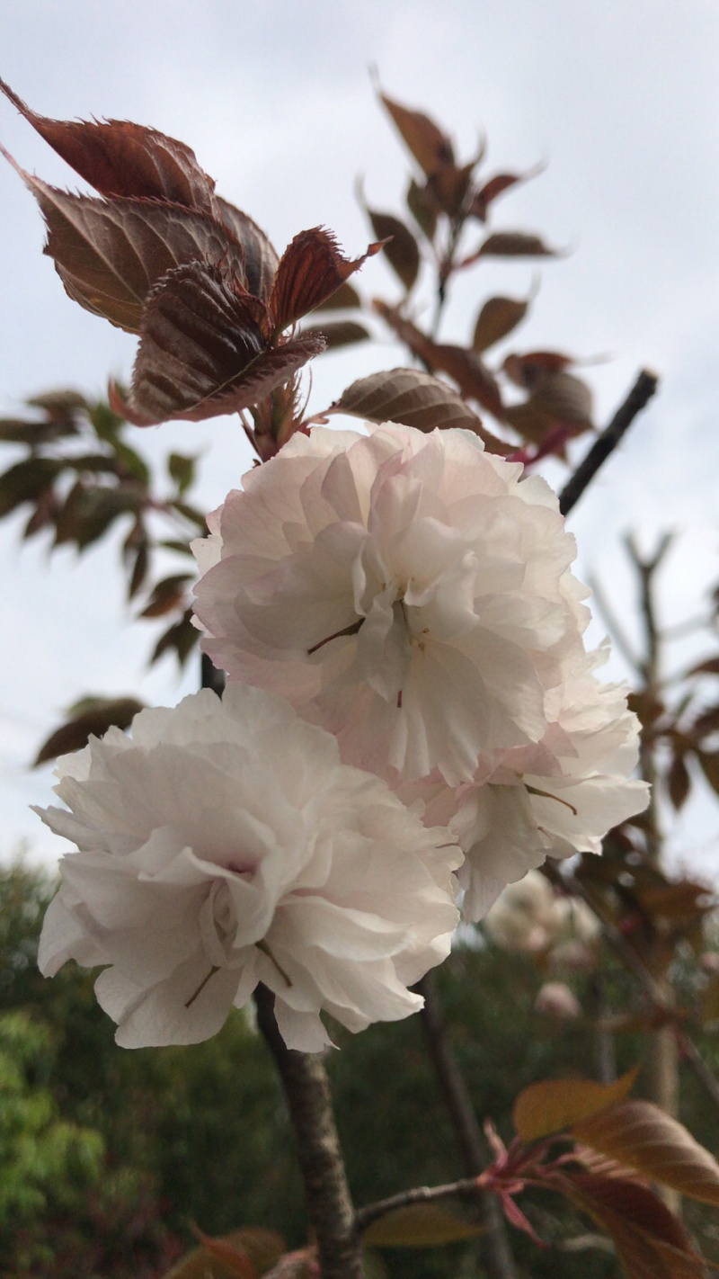 普贤象樱，日本晚樱，白色重瓣花，稀有名贵品种