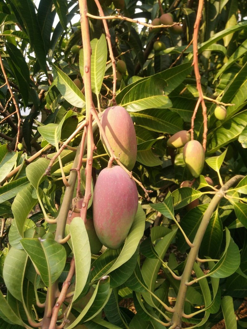 各种芒果，上市中。行情跟着市场走。