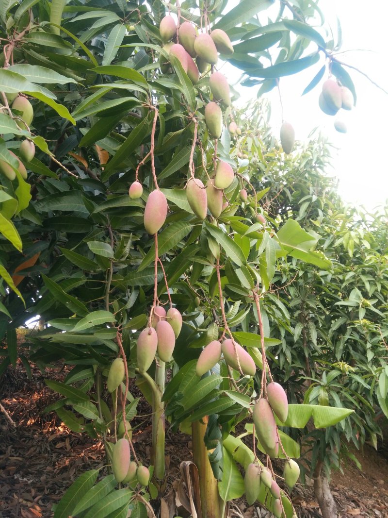 各种芒果，上市中。行情跟着市场走。