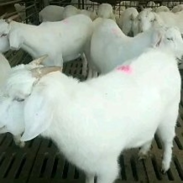 美国大白山羊出栏正在热销中抓紧联系量大优惠