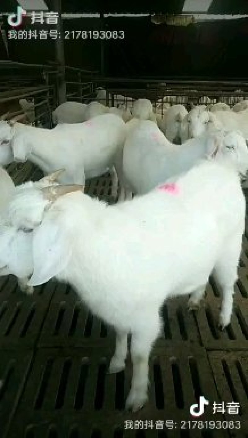 美国大白山羊出栏正在热销中抓紧联系量大优惠