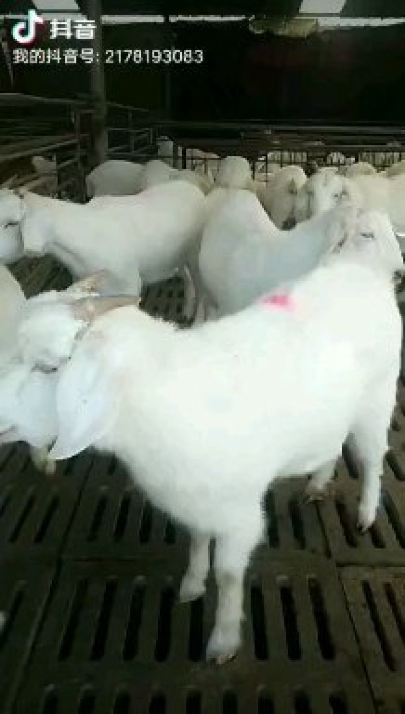 美国大白山羊出栏正在热销中抓紧联系量大优惠