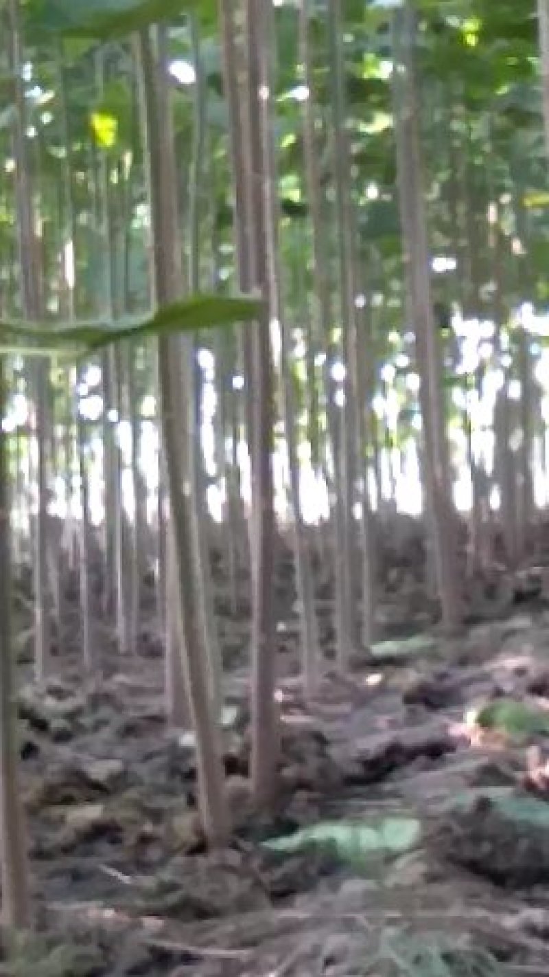 滑县桐树苗桐树根9501