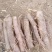 滑县桐树苗桐树根9501